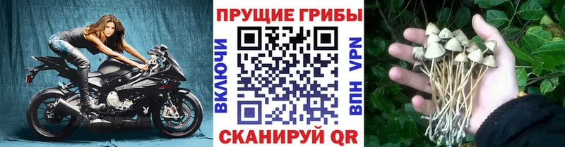 Купить где  Нижний Ломов  Галлюциногенные грибы мицелий